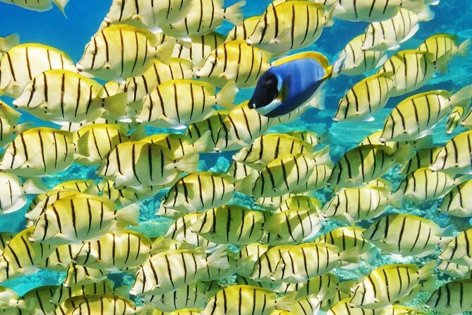 Tour en grupo de medio día de Lagoon Service