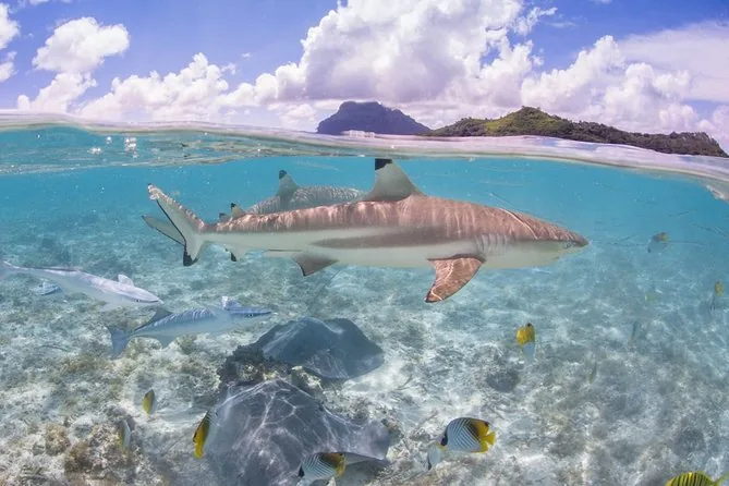 Esnórquel ecológico con Moana: tiburones y rayas