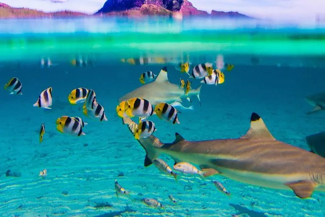 Crucero con tiburones, rayas y almuerzo en un motu