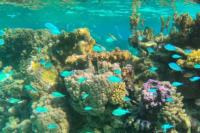 Coral heads and blue fish in clear water