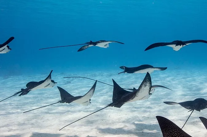 Eagle rays gliding over white sand