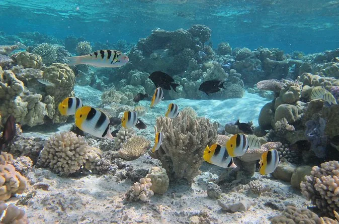 Tropische Fische über einem Korallenriff in klarem Wasser