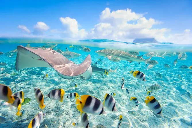 A stingray and tropical fish in clear, shallow turquoise water