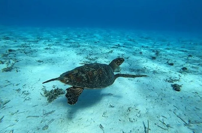 A sea turtle swimming over sand in clear water