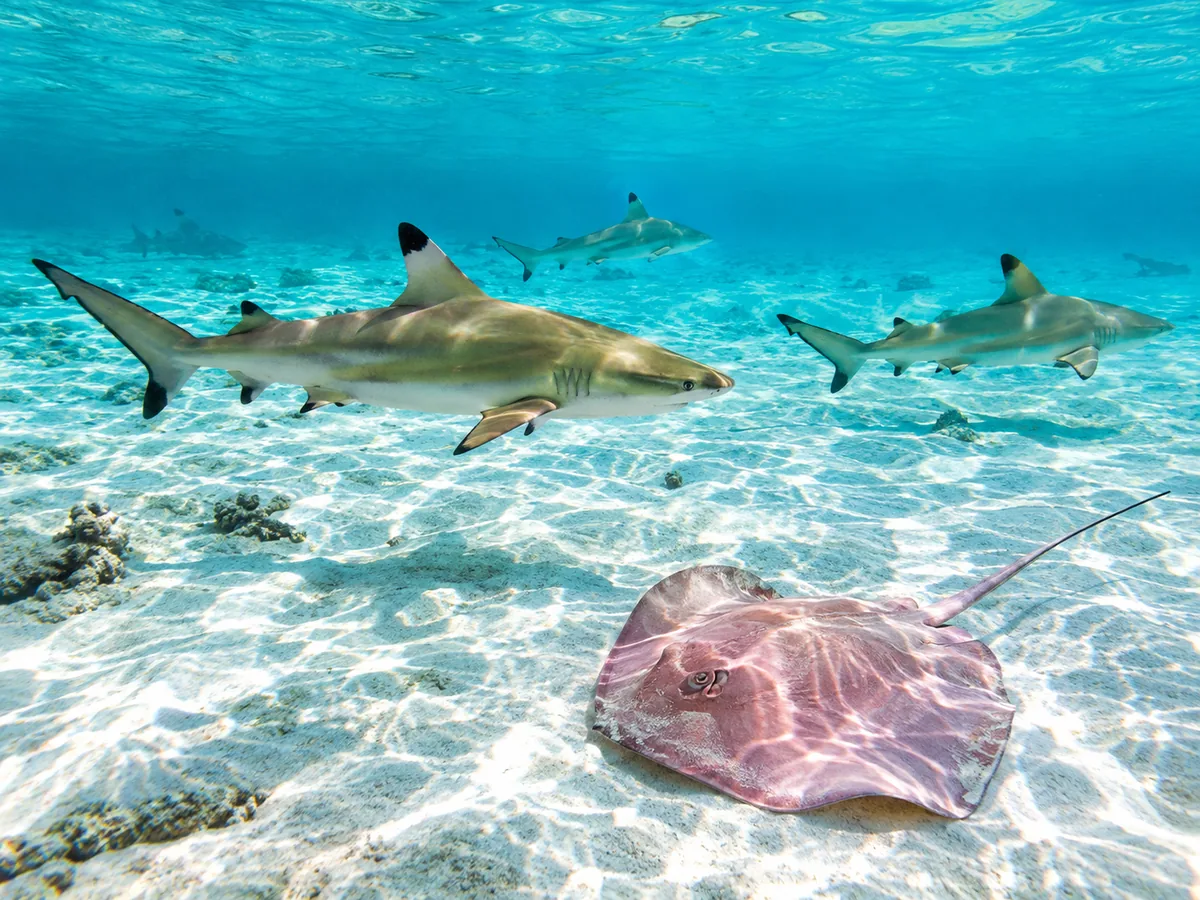 Tiburones de puntas negras y una raya sobre arena blanca en agua turquesa poco profunda